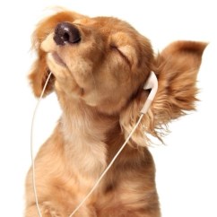 headphone dog